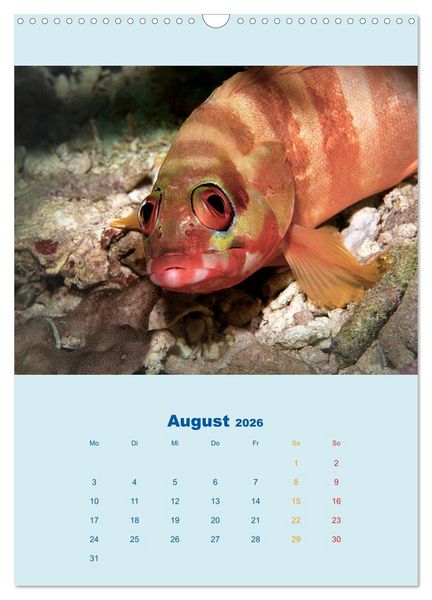 Produktbild: Portraitaufnahmen - Fische (Wandkalender 2026 DIN A3 hoch), CALVENDO Monatskalender