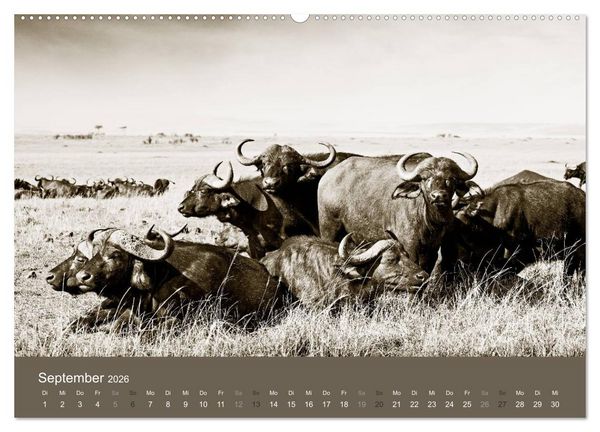 Produktbild: Wildes Afrika (hochwertiger Premium Wandkalender 2026 DIN A2 quer), Kunstdruck in Hochglanz
