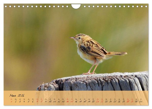 Produktbild: Wildes S&uuml;dfrankreich (Wandkalender 2026 DIN A4 quer), CALVENDO Monatskalender