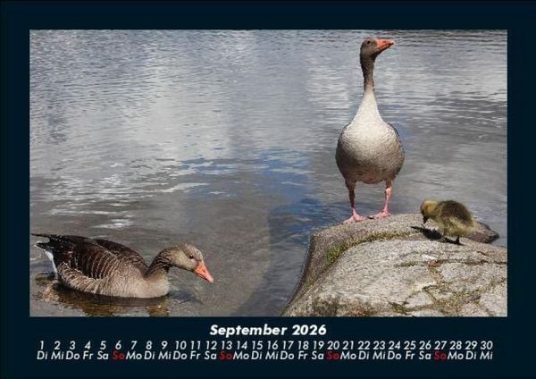 Produktbild: Enten 2026 Fotokalender DIN A5