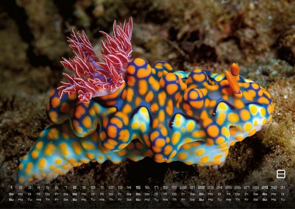 Produktbild: Sealife - verborgene Tiefen - 2027 - Kalender DIN A3