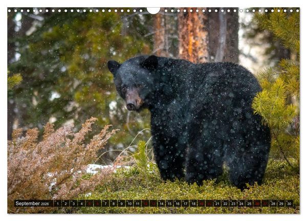 Produktbild: Wildtierkalender (Wandkalender 2026 DIN A3 quer), CALVENDO Monatskalender