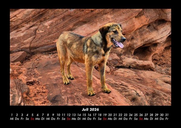 Produktbild: Hundezauber 2026 Fotokalender DIN A3