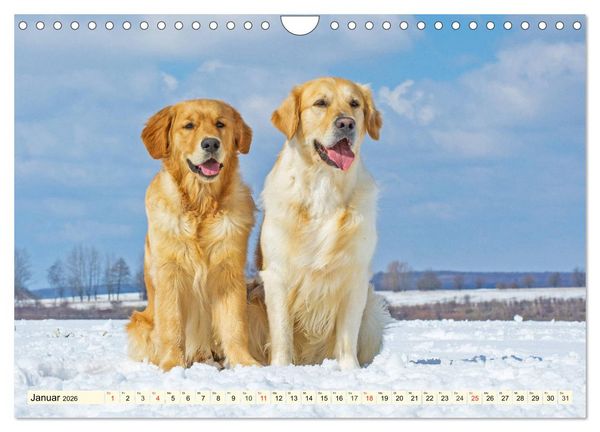 Produktbild: Golden Retriever - Freunde auf 4 Pfoten (Wandkalender 2026 DIN A4 quer), CALVENDO Monatskalender