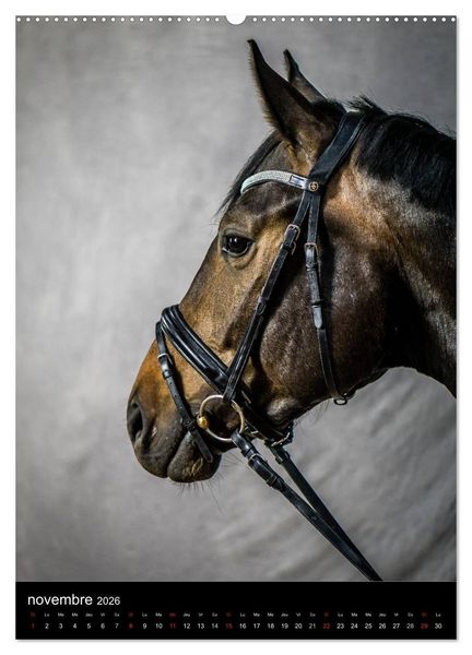 Produktbild: Chevaux en Portraits (Calendrier mural 2026 DIN A2 horizontal) calendrier de bureau
