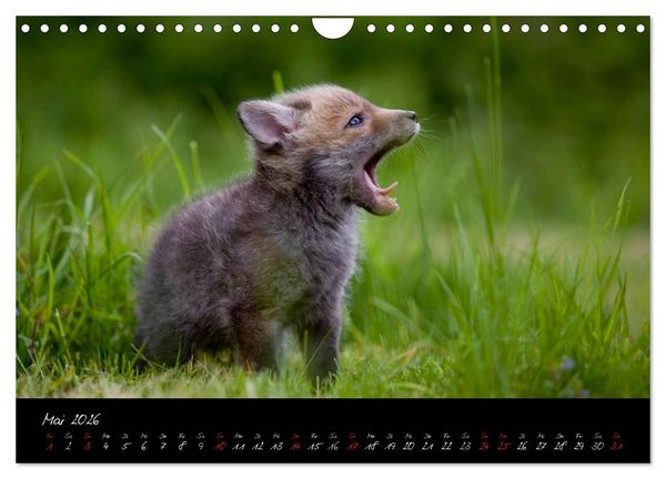 Produktbild: Rotfuchs - Impressionen (Wandkalender 2026 DIN A4 quer), CALVENDO Monatskalender