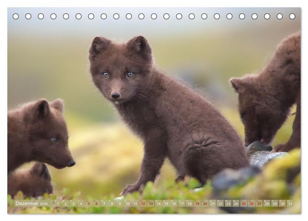 Produktbild: Polarfuchs-Welpen (Tischkalender 2026 DIN A5 quer), CALVENDO Monatskalender