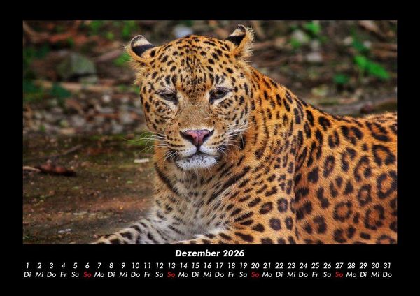 Produktbild: Tierkalender 2026 Fotokalender DIN A3