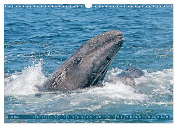 Produktbild: Wale: Giganten der Meere (Wandkalender 2026 DIN A3 quer), CALVENDO Monatskalender