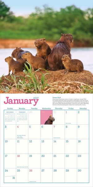 Produktbild: Capybara Wall Calendar 2027