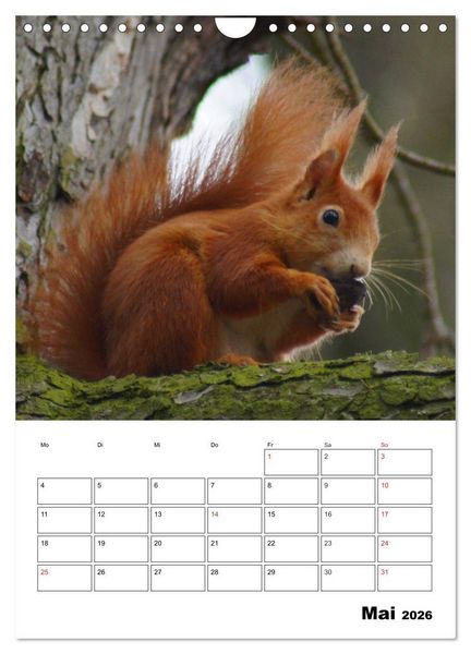 Produktbild: Niedliche Eichh&ouml;rnchen (Wandkalender 2026 DIN A4 hoch), CALVENDO Monatskalender
