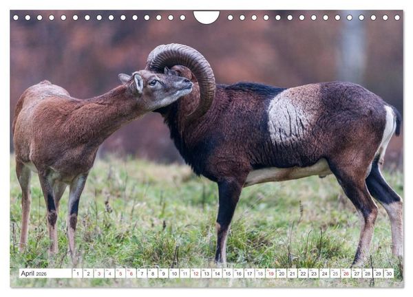 Produktbild: Emotionale Momente: Muffelwild. (Wandkalender 2026 DIN A4 quer), CALVENDO Monatskalender