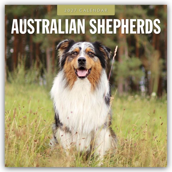 Produktbild: Australian Shepherds &ndash; Australian Shepherd 2027 &ndash; 16-Monatskalender