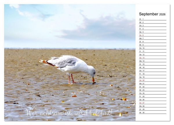 Produktbild: Lebensweisheiten der M&ouml;we - Im Flug des Lebens (Wandkalender 2026 DIN A2 quer), CALVENDO Monatskalender
