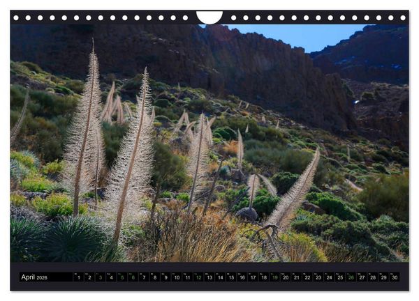 Produktbild: wildes Teneriffa (Wandkalender 2026 DIN A4 quer), CALVENDO Monatskalender