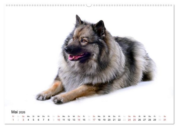 Produktbild: Der Wolfsspitz (hochwertiger Premium Wandkalender 2026 DIN A2 quer), Kunstdruck in Hochglanz