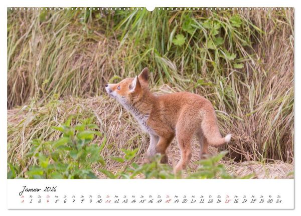 Produktbild: Fuchs entdeckt - im Naturparadies der Mecklenburgischen Seenplatte (hochwertiger Premium Wandkalender 2026 DIN A2 quer), Kunstdruck in Hochglanz