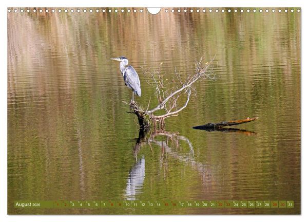 Produktbild: Steinhuder Meer, Vogel-Momente (Wandkalender 2026 DIN A3 quer), CALVENDO Monatskalender