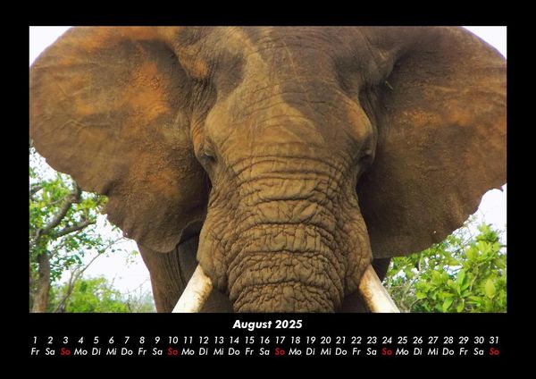 Produktbild: Der Tierkalender 2025 Fotokalender DIN A3