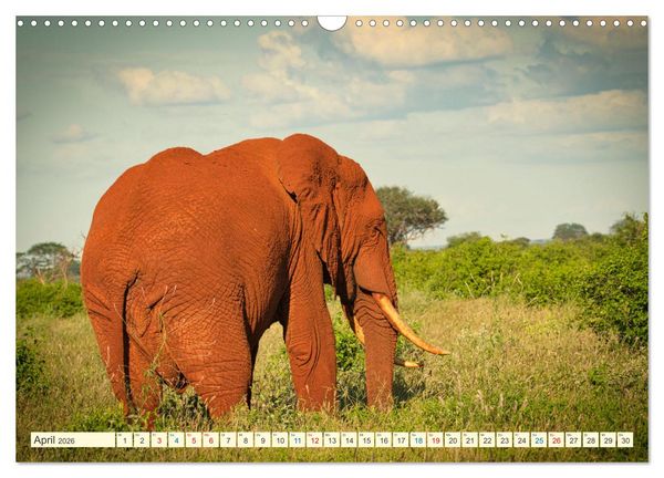 Produktbild: Die Riesen der Savanne (Wandkalender 2026 DIN A3 quer), CALVENDO Monatskalender
