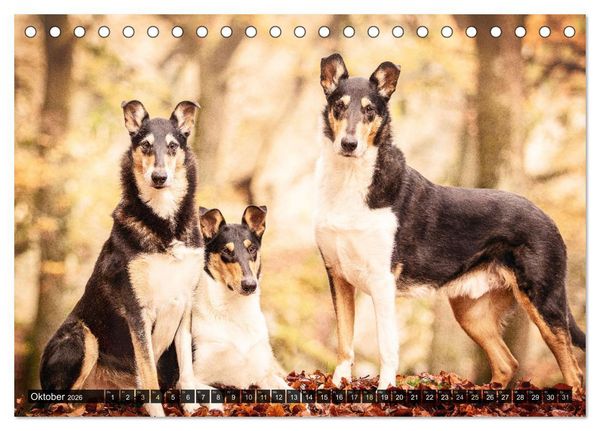 Produktbild: Smooth Collies (Tischkalender 2026 DIN A5 quer), CALVENDO Monatskalender