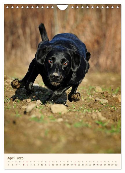Produktbild: Labrador Retriever (Wandkalender 2026 DIN A4 hoch), CALVENDO Monatskalender