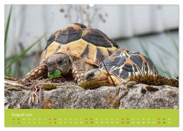 Produktbild: Meine Schildkr&ouml;ten (Wandkalender 2026 DIN A2 quer), CALVENDO Monatskalender