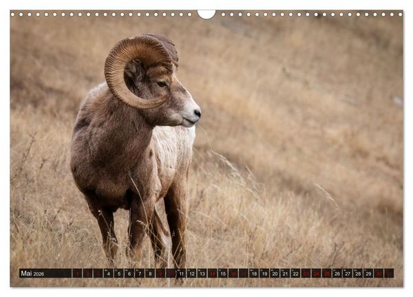Produktbild: Wildtierkalender (Wandkalender 2026 DIN A3 quer), CALVENDO Monatskalender