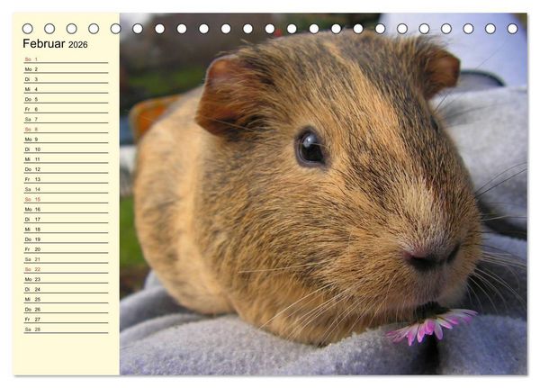 Produktbild: Meerschweinchen. Geliebte Nager (Tischkalender 2026 DIN A5 quer), CALVENDO Monatskalender