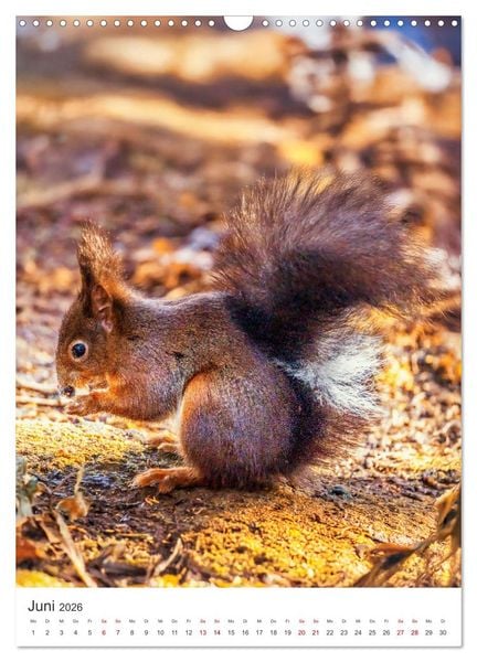 Produktbild: Niedlicher Nager - Das Eichh&ouml;rnchen (Wandkalender 2026 DIN A3 hoch), CALVENDO Monatskalender