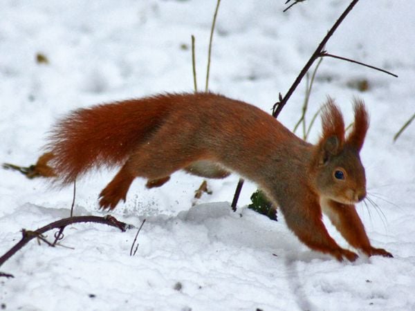 Produktbild: CALVENDO Puzzle Rotes Eichh&ouml;rnchen im Schnee 1000 Teile Lege-Gr&ouml;&szlig;e 64 x 48 cm Foto-Puzzle Bild von Kattobello