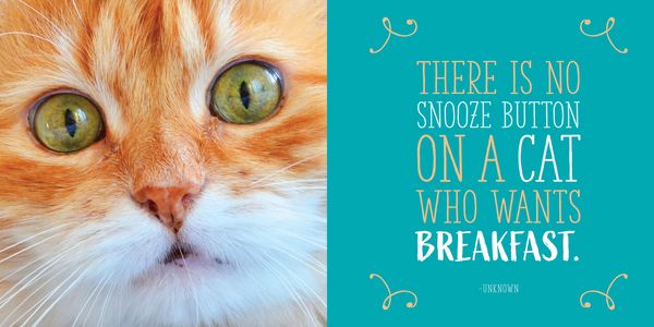 Produktbild: Cats Will Be Cats