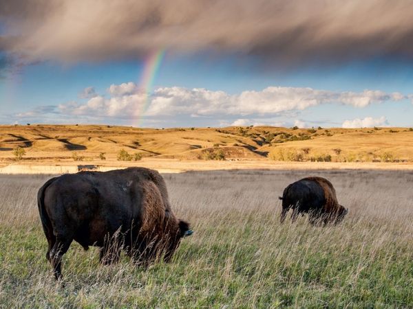 Produktbild: CALVENDO Puzzle Roaming Free | 1000 Teile Lege-Gr&ouml;&szlig;e 64x48cm Foto-Puzzle f&uuml;r gl&uuml;ckliche Stunden