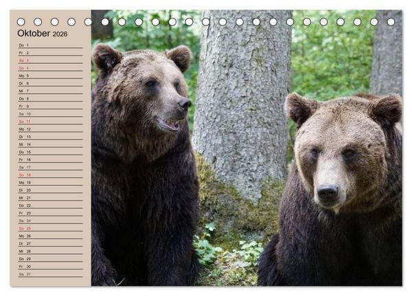 Produktbild: B&auml;ren. Unterwegs mit Meister Petz (Tischkalender 2026 DIN A5 quer), CALVENDO Monatskalender