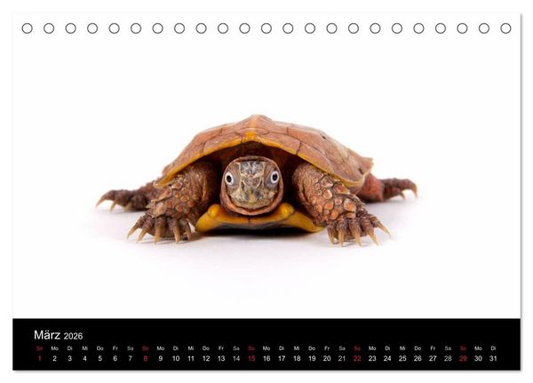 Produktbild: Reptilien & Co. (Tischkalender 2026 DIN A5 quer), CALVENDO Monatskalender