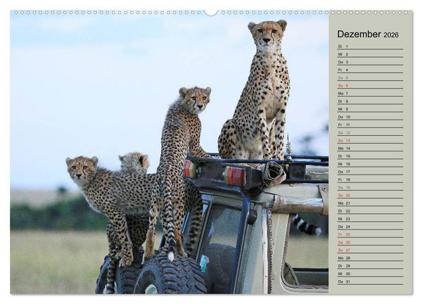 Produktbild: Geparden - Ein Leben in Afrika (Wandkalender 2026 DIN A2 quer), CALVENDO Monatskalender