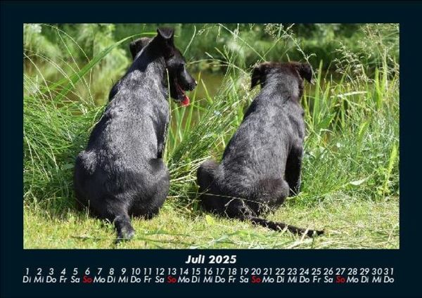 Produktbild: Der Hundekalender 2025 Fotokalender DIN A5