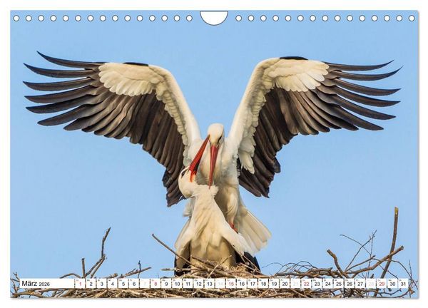 Produktbild: Tiermomente (Wandkalender 2026 DIN A4 quer), CALVENDO Monatskalender