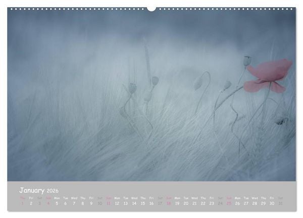 Produktbild: Poppy Love (High Quality Premium Wall Calendar 2026 DIN A2 landscape),CALVENDO 12 Month Wall Calendar