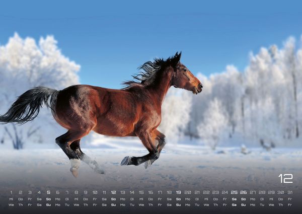 Produktbild: Pferdegefl&uuml;ster - Der Pferdekalender - 2027 - Kalender DIN A2