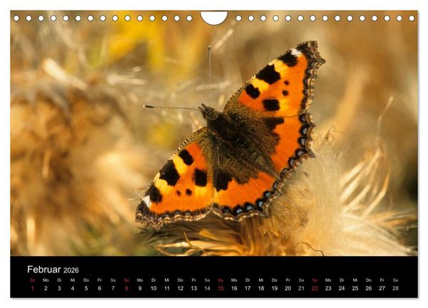 Produktbild: Schmetterlinge (Wandkalender 2026 DIN A4 quer), CALVENDO Monatskalender