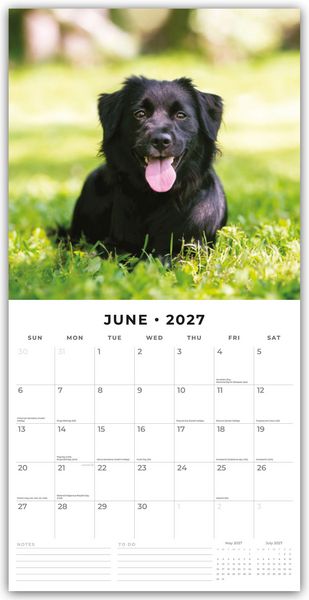 Produktbild: Flat-Coated Retrievers &ndash; Flat Coated Retriever 2027 &ndash; 16-Monatskalender