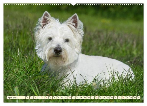 Produktbild: Kobold auf 4 Pfoten - West Highland White Terrier (Wandkalender 2026 DIN A2 quer), CALVENDO Monatskalender