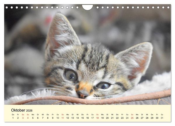 Produktbild: Putzige Katzenkinder. Drollige K&auml;tzchen entdecken die Welt! (Wandkalender 2026 DIN A4 quer), CALVENDO Monatskalender