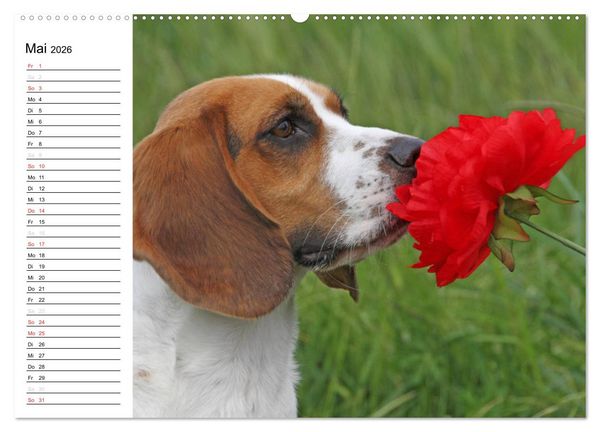 Produktbild: DER BEAGLEige TERMINPLANER (hochwertiger Premium Wandkalender 2026 DIN A2 quer), Kunstdruck in Hochglanz