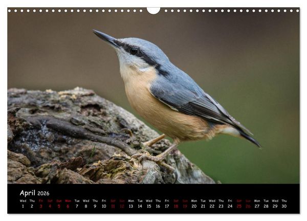 Produktbild: Popular garden birds of the united kingdom (Wall Calendar 2026 DIN A3 landscape), CALVENDO 12 Month Wall Calendar