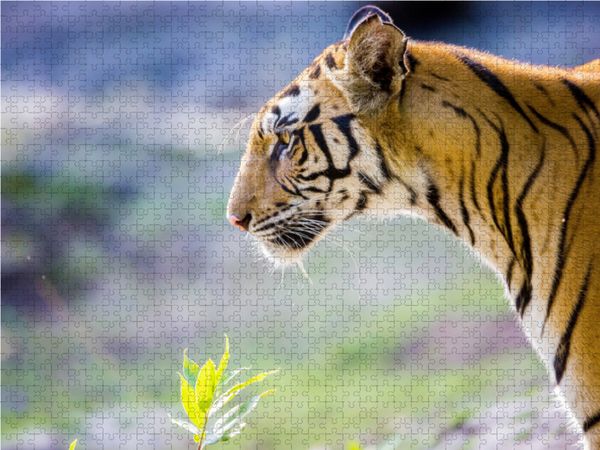 Produktbild: CALVENDO Puzzle Ein Tiger macht nur bei jedem zehnten Versuch Beute. | 1000 Teile Lege-Gr&ouml;&szlig;e 64x48cm Foto-Puzzle f&uuml;r gl&uuml;ckliche Stunden