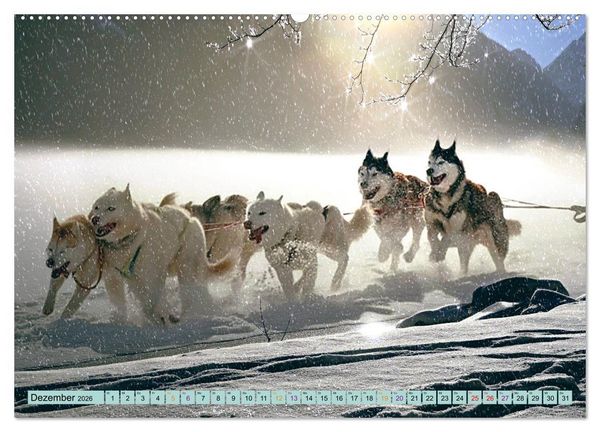 Produktbild: Huskies - Tolle Gef&auml;hrten (Wandkalender 2026 DIN A2 quer), CALVENDO Monatskalender