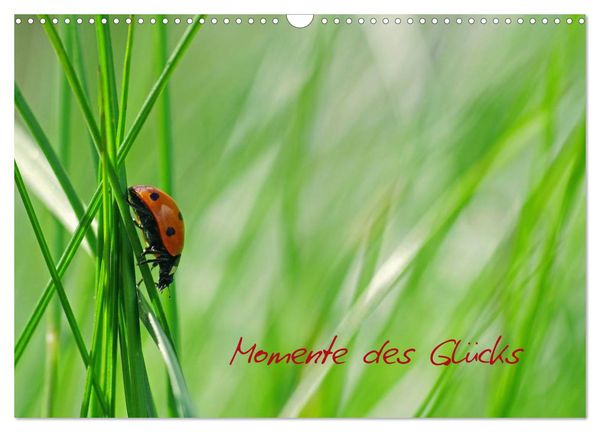 Produktbild: Momente des Gl&uuml;cks (Wandkalender 2026 DIN A3 quer), CALVENDO Monatskalender
