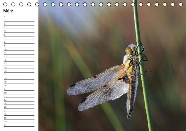 Produktbild: Libellen Geburtstagskalender (Tischkalender immerw&auml;hrend DIN A5 quer)